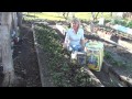 How to Rejuvenate a Strawberry Bed