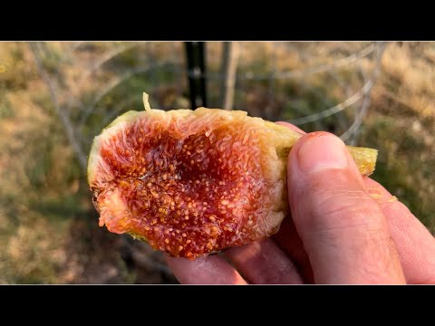 Longue dâ€™Aout fig - keeps getting better in ground
