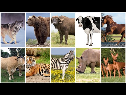 Name of animals in English, Gujarati and Hindi #youtube #facebook #trending #animals #birds