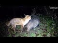 Badger and Fox 18th Jan 2020