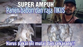 Download lagu Racun tikus super ampuh || kurang dari 1jam tikus langsung tumbang. mp3