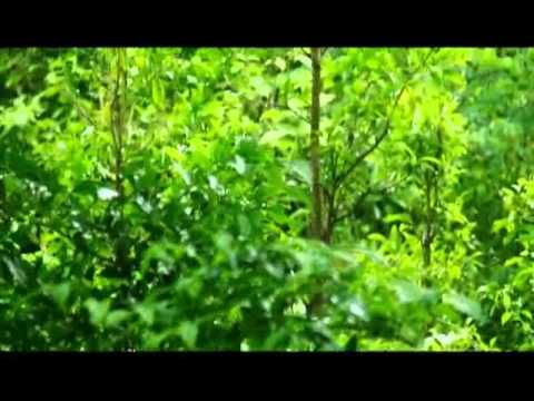 ผักหวานป่า