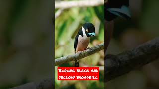 Download lagu burung unik buat masteran#burungkicau #shorts mp3