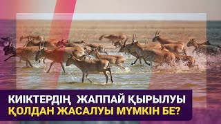 Киіктердің жаппай қырылуы қолдан жасалуы мүмкін бе?