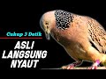 Suara Burung Tekukur Gacor Paling Ampuh Untuk Pikat Memanggil Temanya