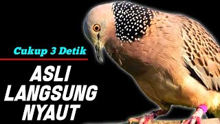 Download lagu Suara Burung Tekukur Gacor Paling Ampuh Untuk Pikat Memanggil Temanya mp3 Download lagu Suara Burung Tekukur Gacor Paling Ampuh Untuk Pikat Memanggil Temanya mp3