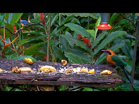 Blue-gray Tanagers And A Rufous Motmot Enjoy The Panama Fruit Feeder Buffet – Sept. 16, 2020