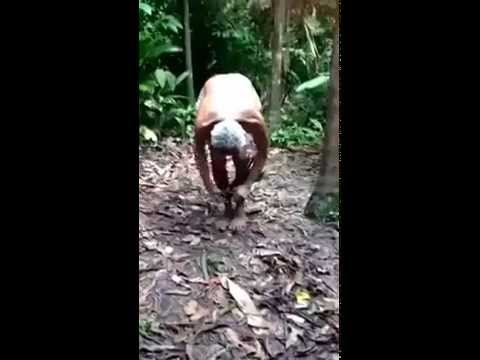 99 Year Old Man Climb A Tree Like a Monkey
