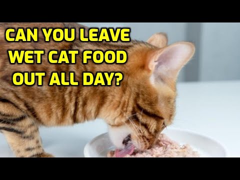 How Long Can Wet Cat Food Sit Out Before Going Bad?