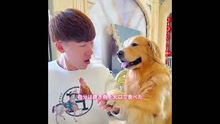 #犬動画 #わんこ #いぬすたぐらむ #犬のいる暮らし #賢い犬 #忠犬 #感動犬