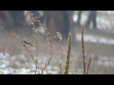 Common redpoll - Carduelis flammea