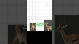 動物の大きさランキング