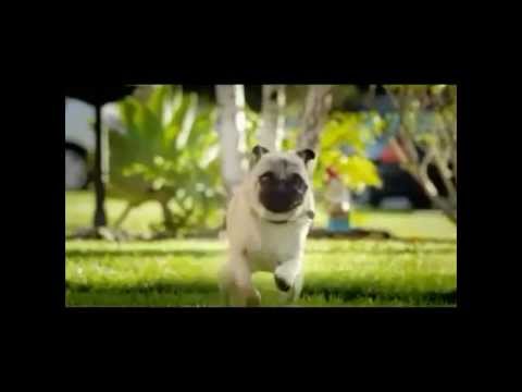 Strawberry Blasted Honeycomb Parody