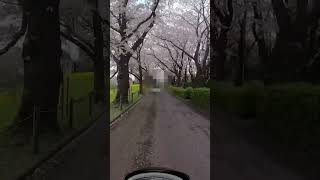 桜並木をバイクで走ろう！