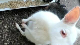 preview picture of video 'Albino Wallaby checks out camera'