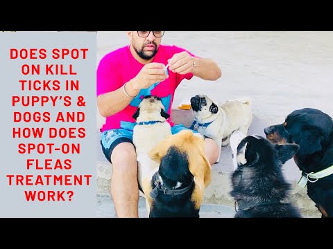 Pet-Care | Does Spot on kill Ticks in Puppy’s & Dogs | How Does Spot-on | Fleas | Treatment Work?