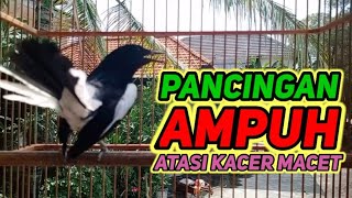 Download lagu suara burung kacer ngeplong merdu sangat ampuh buat pancingan kacer bahan bikin cepat gacor mp3