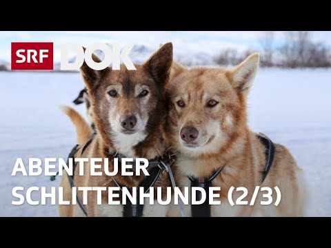 Abenteuer Schlittenhunde | Mit Huskys unterwegs in Finnisch Lappland (2/3) | Doku | SRF Dok