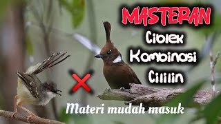 Download lagu Kombinasi masteran ciblek mix cililin materi mudah masuk #ciblek #cililin mp3