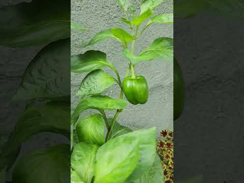 luciano hortencio colhendo pimentőes