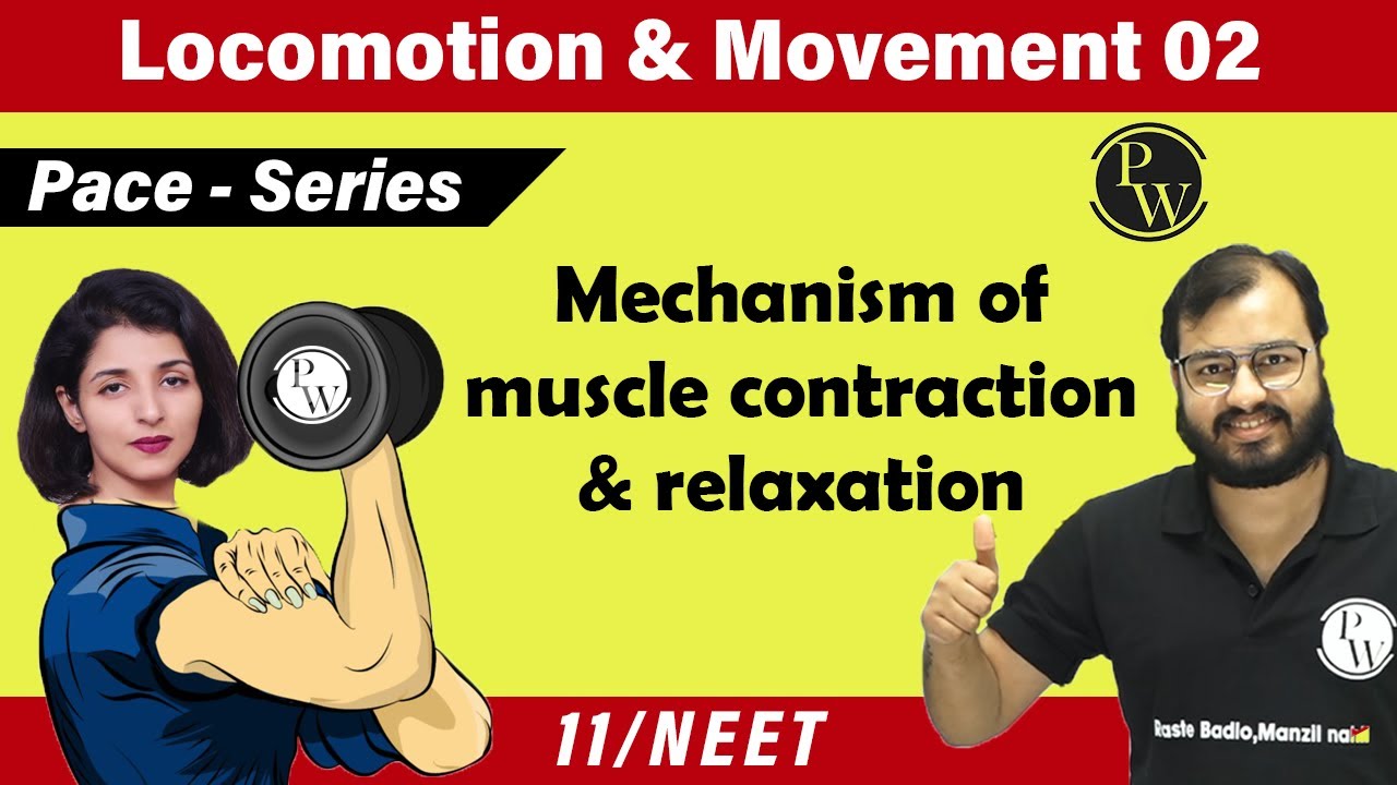 Locomotion and Movement 02 | Mechanism of Muscle contraction & Relaxation | Class 11 | NEET