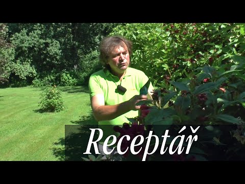 Jak prořezat zlatý déšť strom 🌱 Tipy Zahradníci - Cs.ezGardenTips.com