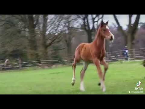 Hengstanwärter von Be my Dancer aus Rock Forever