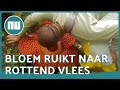 Grootste bloem ter wereld uitgekomen op Sumatra | NU.nl