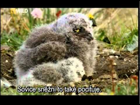 Ruska.divocina.S01E03.Arktida.avi