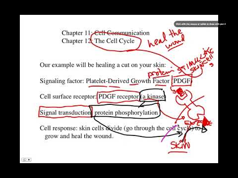 Wound Healing, BIO105 Introductory Biology, David Champlin, USM