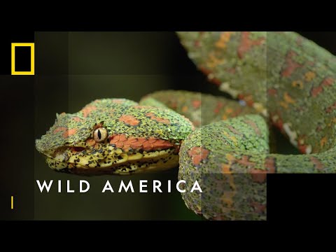 Diverse Destinations To Add To Your American Bucket List | Wild America | National Geographic WILD