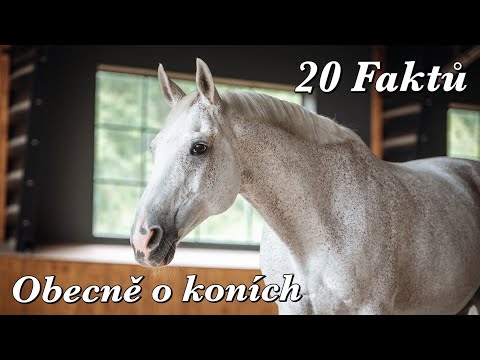 , title : '20 Faktů // Obecně o koních'