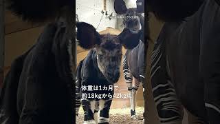 よこはま動物園ズーラシア、9月に誕生したオカピの赤ちゃんを公開へ　#shorts #ズーラシア #オカピ #横浜 #動物園 #赤ちゃん