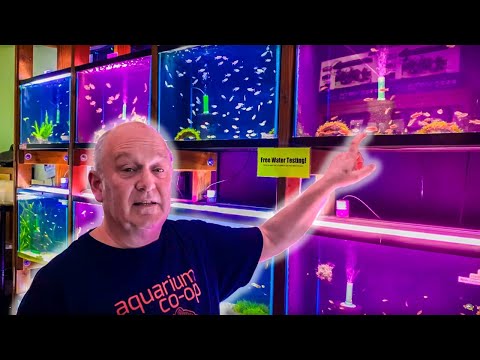 Master Breeder Picks His 6 Favorite Schooling Fish from Aquarium Co-Op