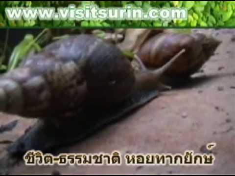 Zirtek มีแผลเปื่อย ครีมบนใบหน้าของโรคสะเก็ดเงินที่ดี