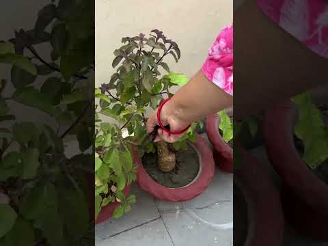 Precious Tulsi! #shortsfeed #shortsviral #shortsindia #tulsi #plants #shotsviral #shotsfeed #basil