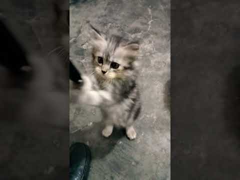 aha  tamatar bade mazedar #cutebaby ##themarinerapper #hindugod #marinelines #love #marindri #funny