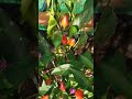 Plant Bolivia Rainbow Chili Peppers