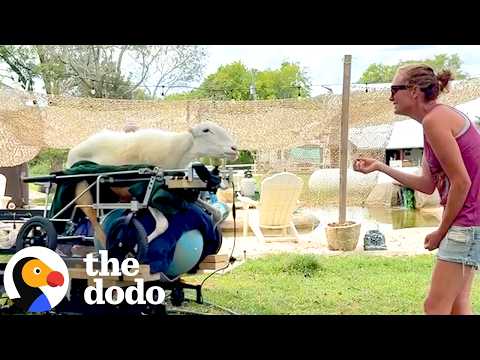 Dad Uses Tostitos To Get His Sheep Moving Again | The Dodo