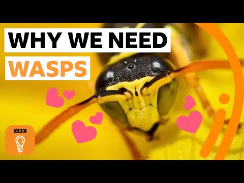 スズメバチがミツバチと同じくらい素晴らしい理由｜BBCアイデア (Why wasps are just as wonderful as bees | BBC Ideas)