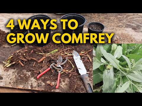 The Most Important Plant to Grow: Propagate Comfrey 4 Ways