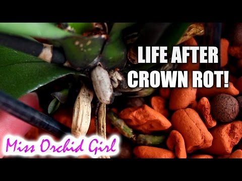 Crown rot Orchid update - We have a keiki! Video
