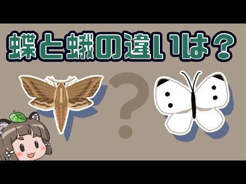 ラインランド蝶について詳しく解説