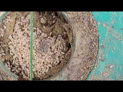 Not Termites, But Ants Found in Bait Station in Belmar, NJ