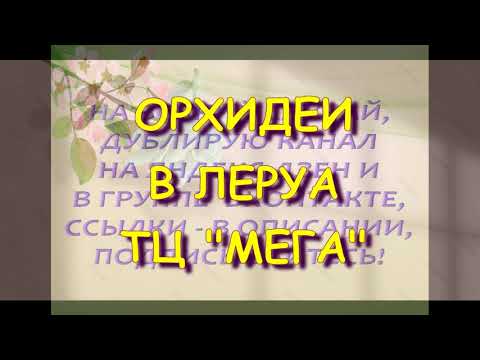 БОЛЬШОЙ выбор ОРХИДЕЙ в Леруа ТЦ "МЕГА",Самара,01.07.22.