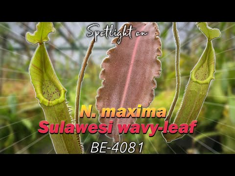 N. maxima - Sulawesi wavy-leaf: BE-4081 | Hybrid Carnivorous Plant Spotlight