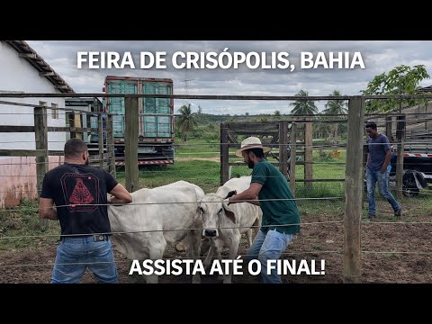 AMIGO DE FÉ COMPRANDO GADO NA FEIRA DE CRISÓPOLIS-BA 04/03/2026 GADO DE QUALIDADE 🐂