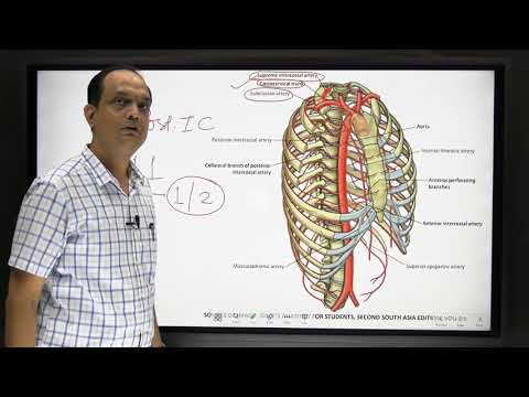 INTERCOSTAL ARTERY: Blood supply of chest wall