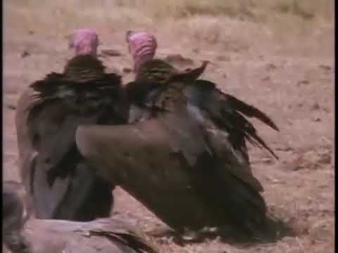 Really Wild Animals - The Boys of Vulture Valley