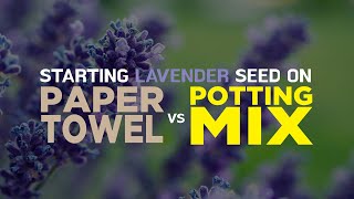 Sprouting Lavender in Refrigerator, Should You Use Potting Mix or Paper Towel?
